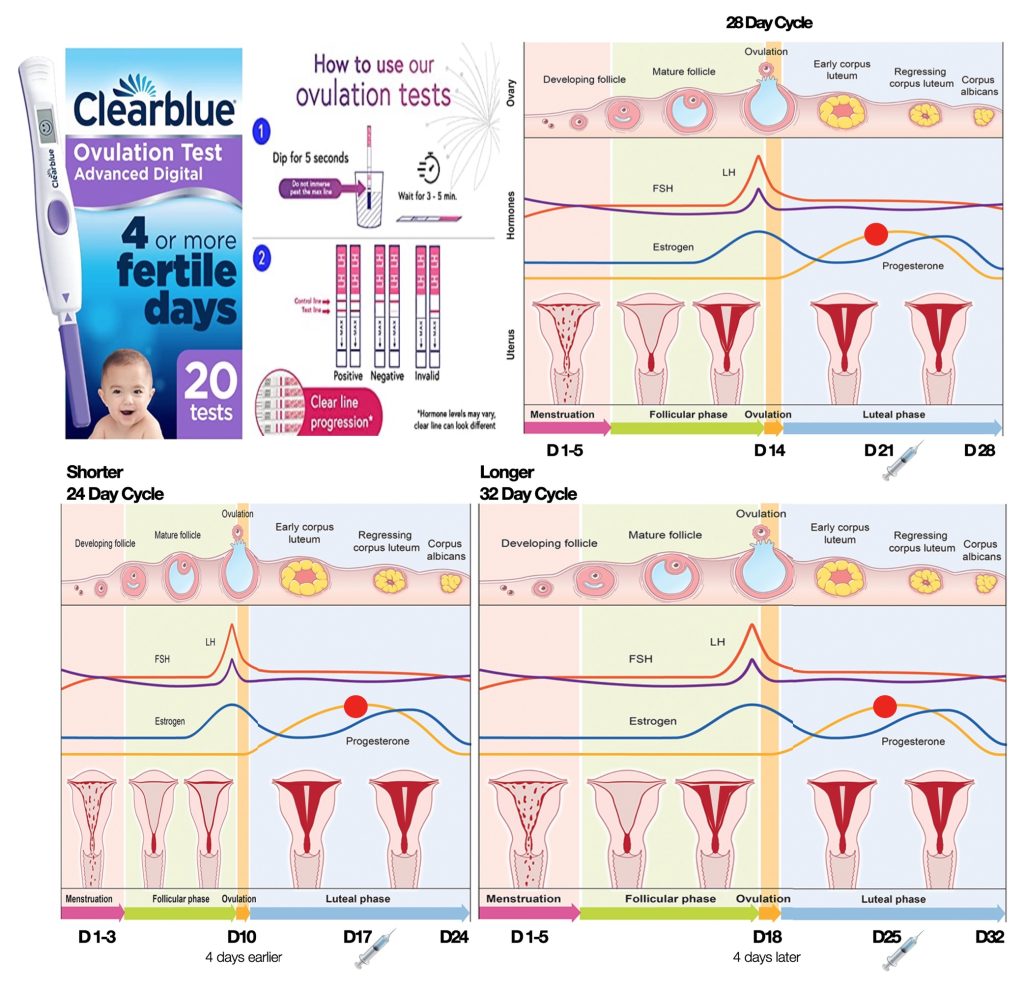 Chances of Getting Pregnant on Ovulation Day - Chances of Conceiving Within  3 Days Before Ovulation – Proov